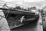 ID 1142 RAINBOW WARRIOR (1)- built in 1955 as the trawler Sir William Hardy for the UK Ministry of Fisheries ans Food, is seen here just days after her bombing by French DGSE agents in Auckland, New Zealand....